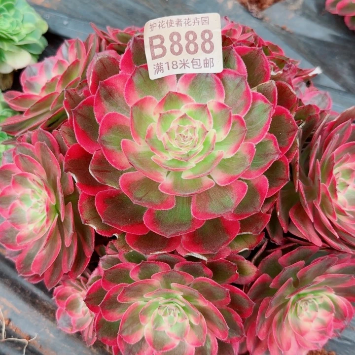 多肉 赤子心多肉法师