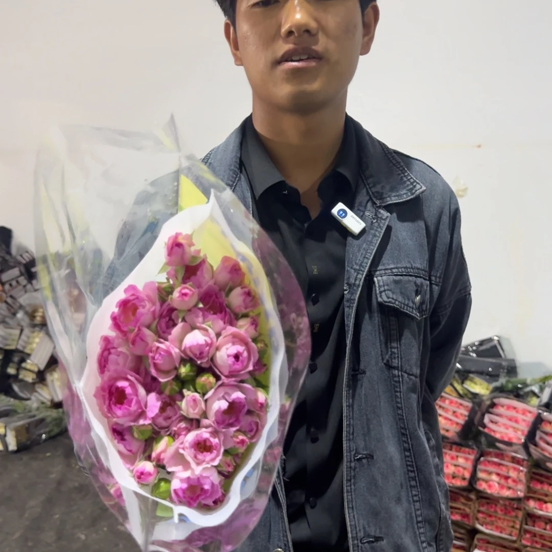 梦幻海葵1扎包邮价秒杀