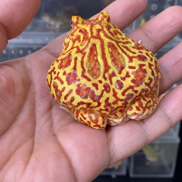 团****角蛙591大火龙-…………
