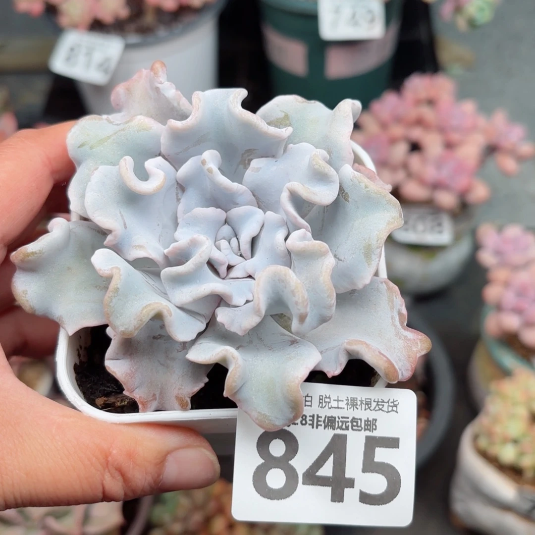 芭蕾舞者无盆土发货