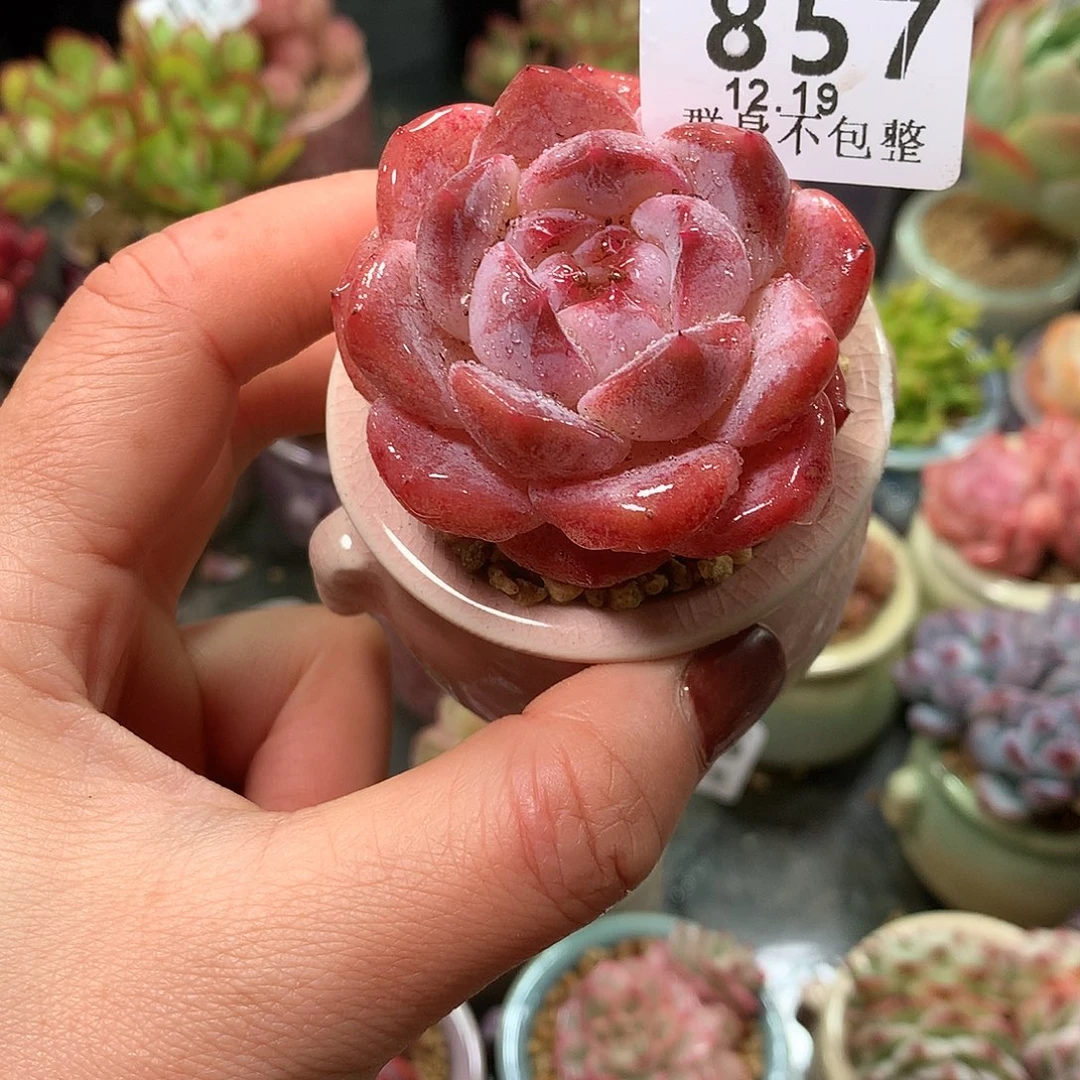 精控拇指盆1219857