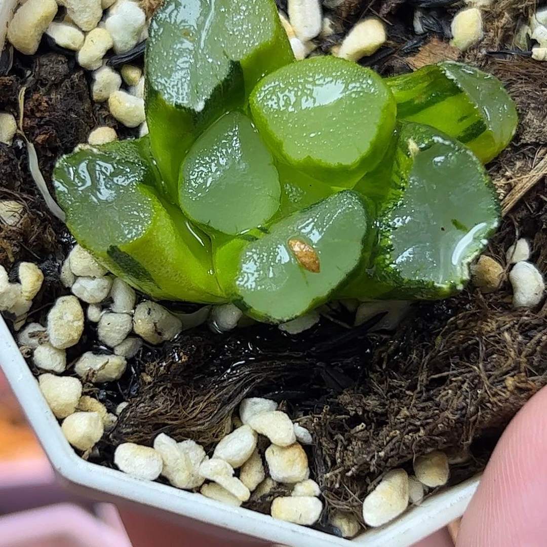 紫镜锦十二卷多肉植物