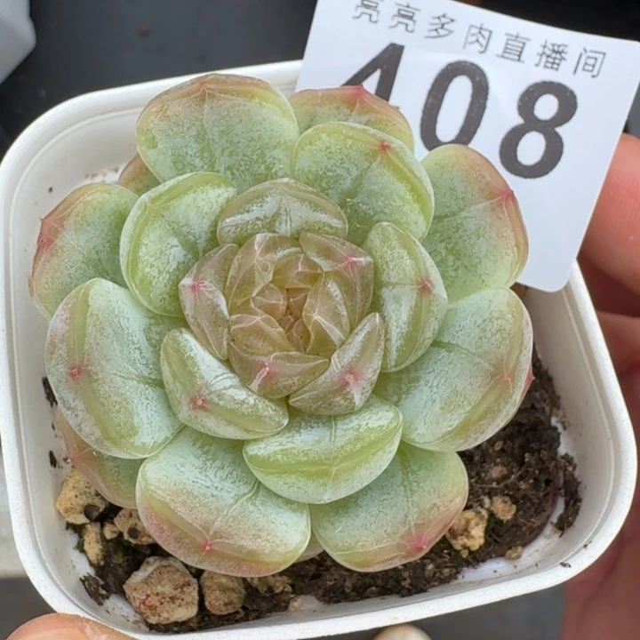 白色恋人  开播福利多肉植物