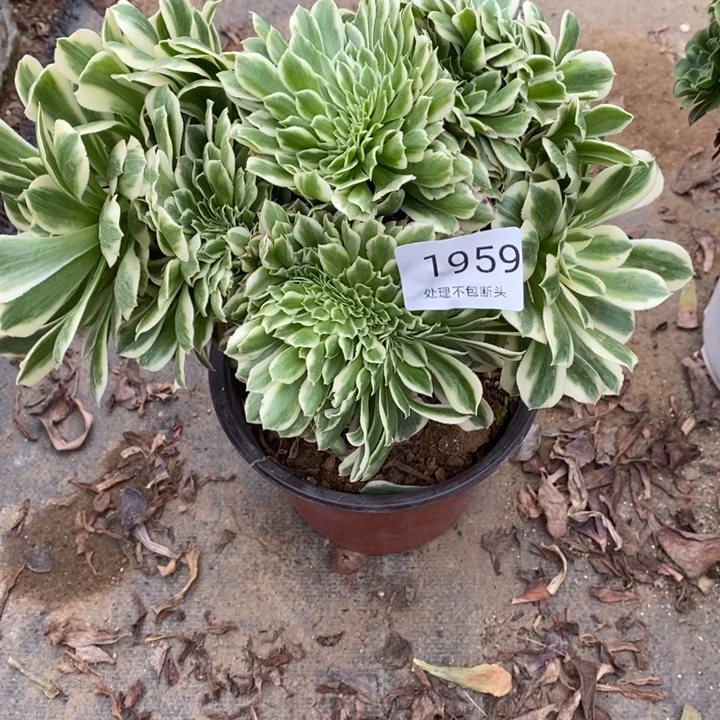 迈巴赫多肉断头不包1959