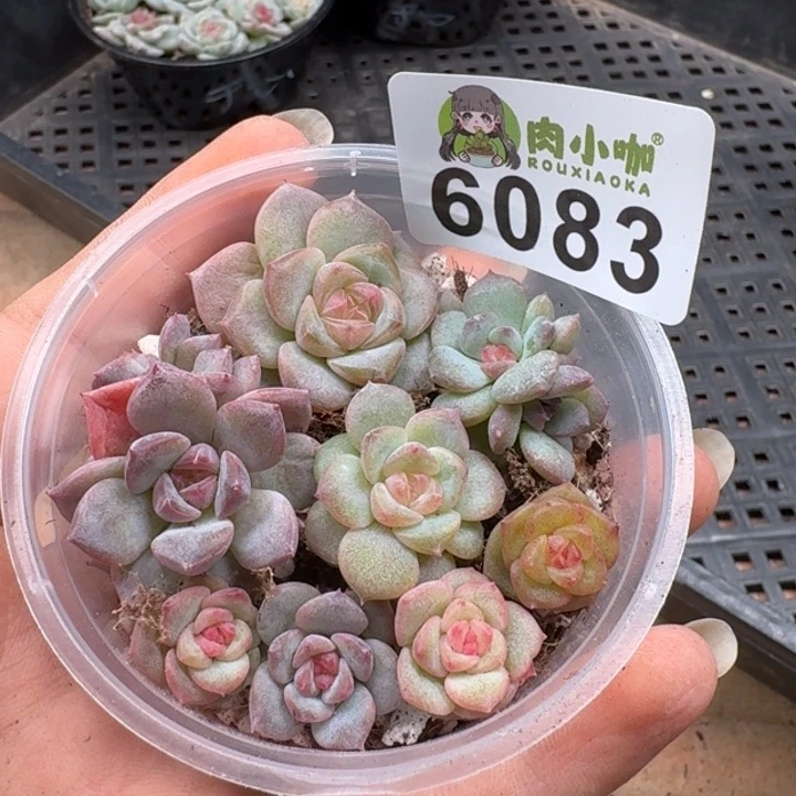 多肉植物多肉植物