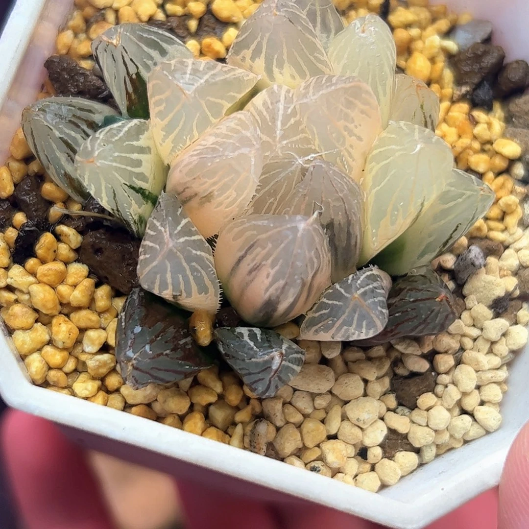 糊斑胭脂锦十二卷多肉