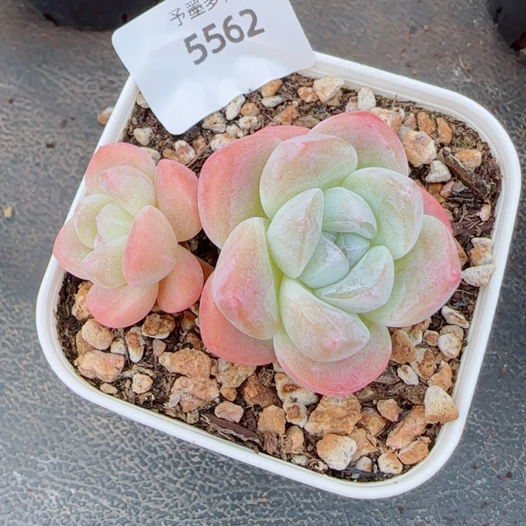 冰玉无砍，5562多肉植物