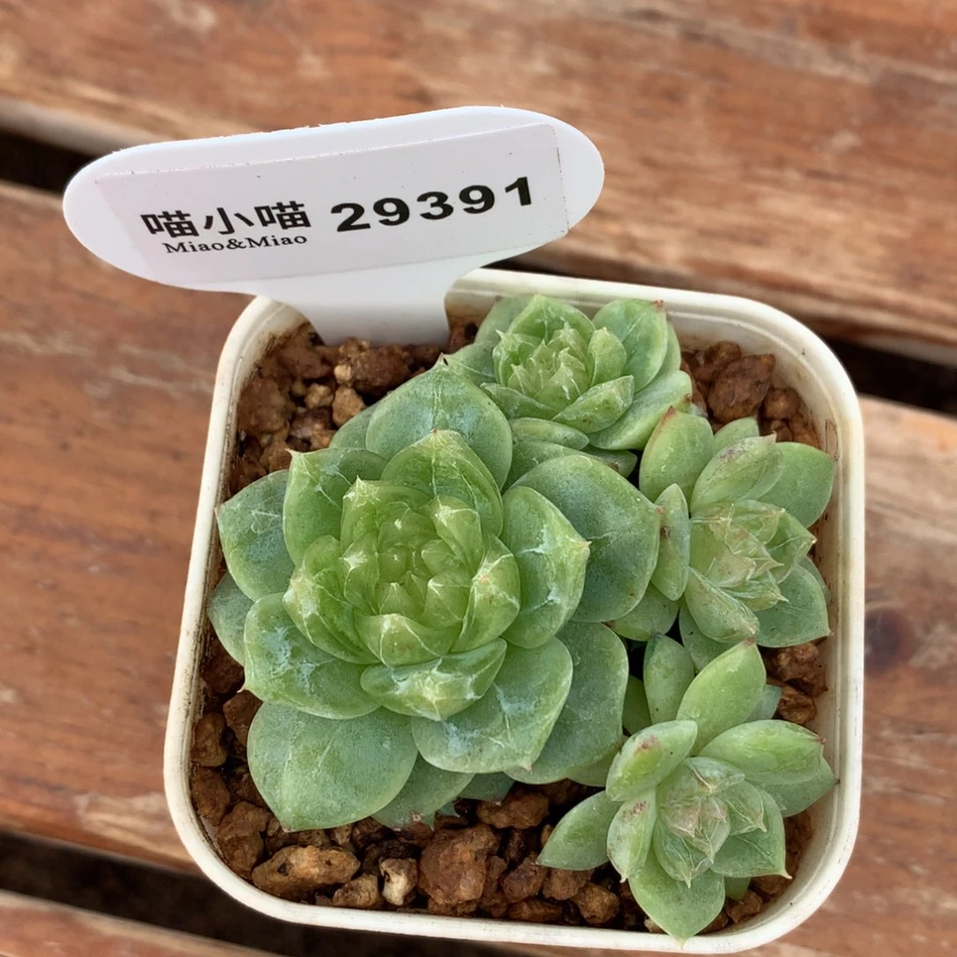 泰***熊多肉植物杂交珍妮