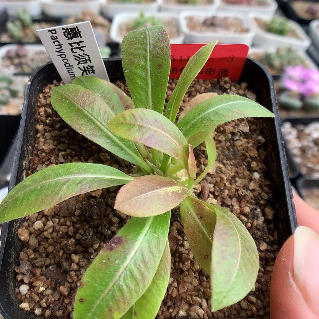 11-6-3 惠比须笑一颗