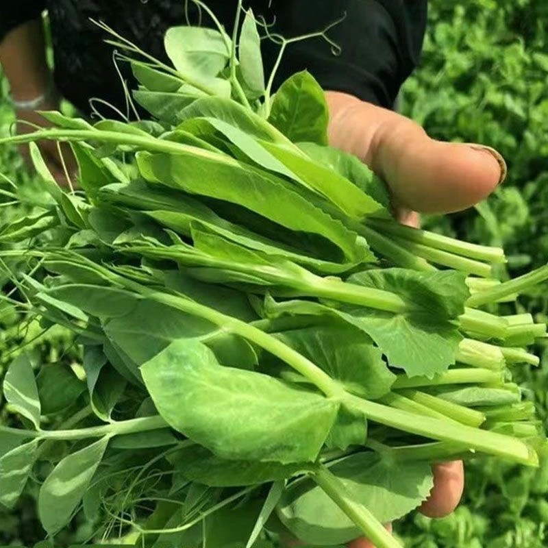 贵州农家自种豌豆尖豌豆荚火锅菜当天现摘新鲜带冰发货