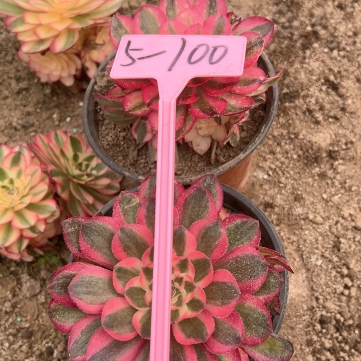 5-100倾城多肉植物