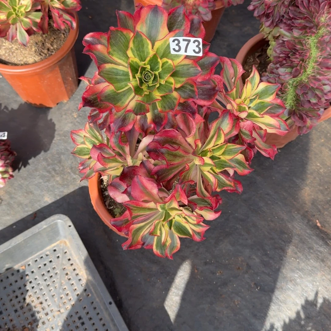 373多肉植物魅影多肉