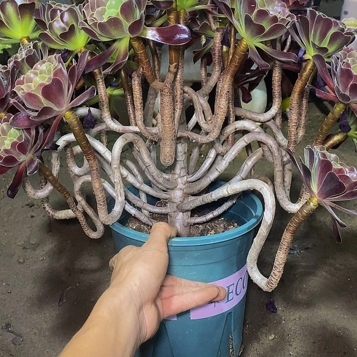 多肉植物保护研究所