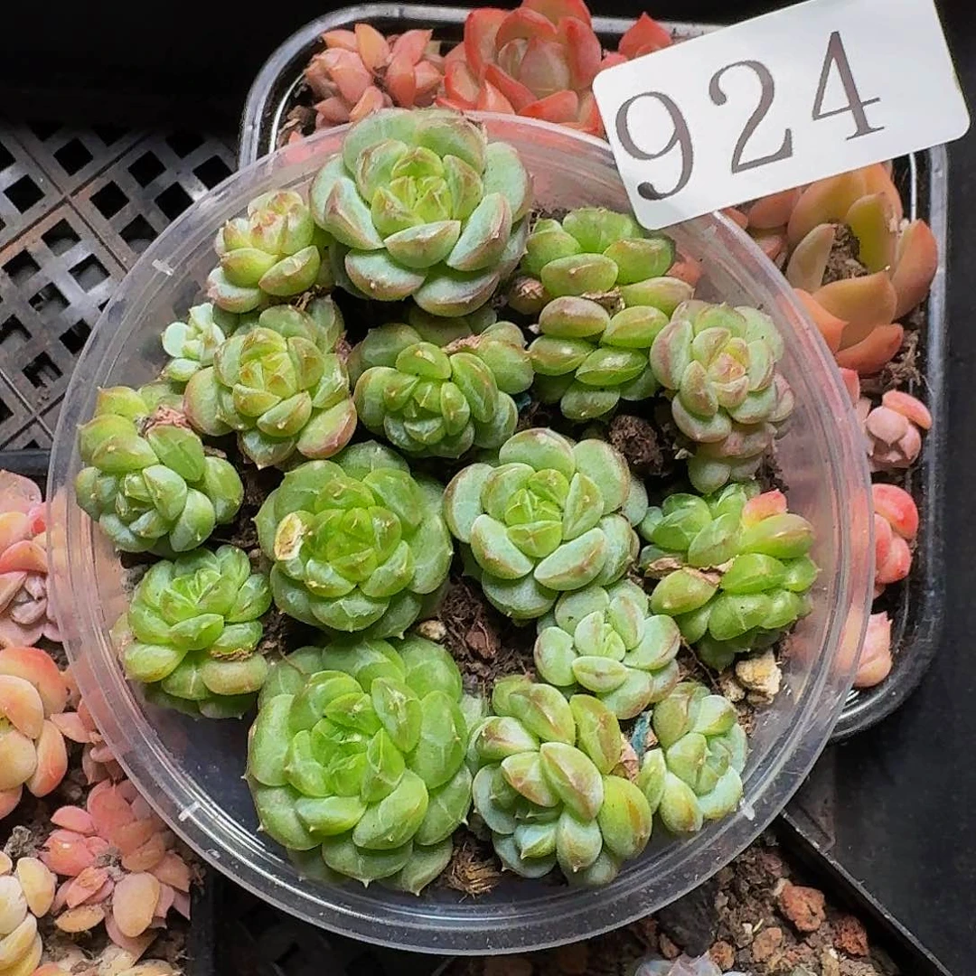 多肉植物多肉植物924
