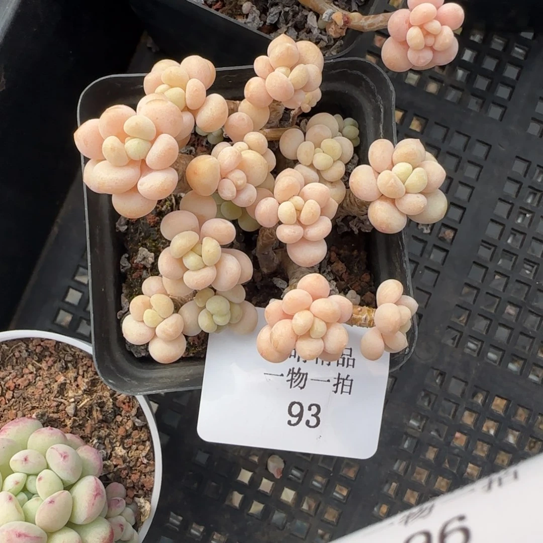 闪购精品多肉93号