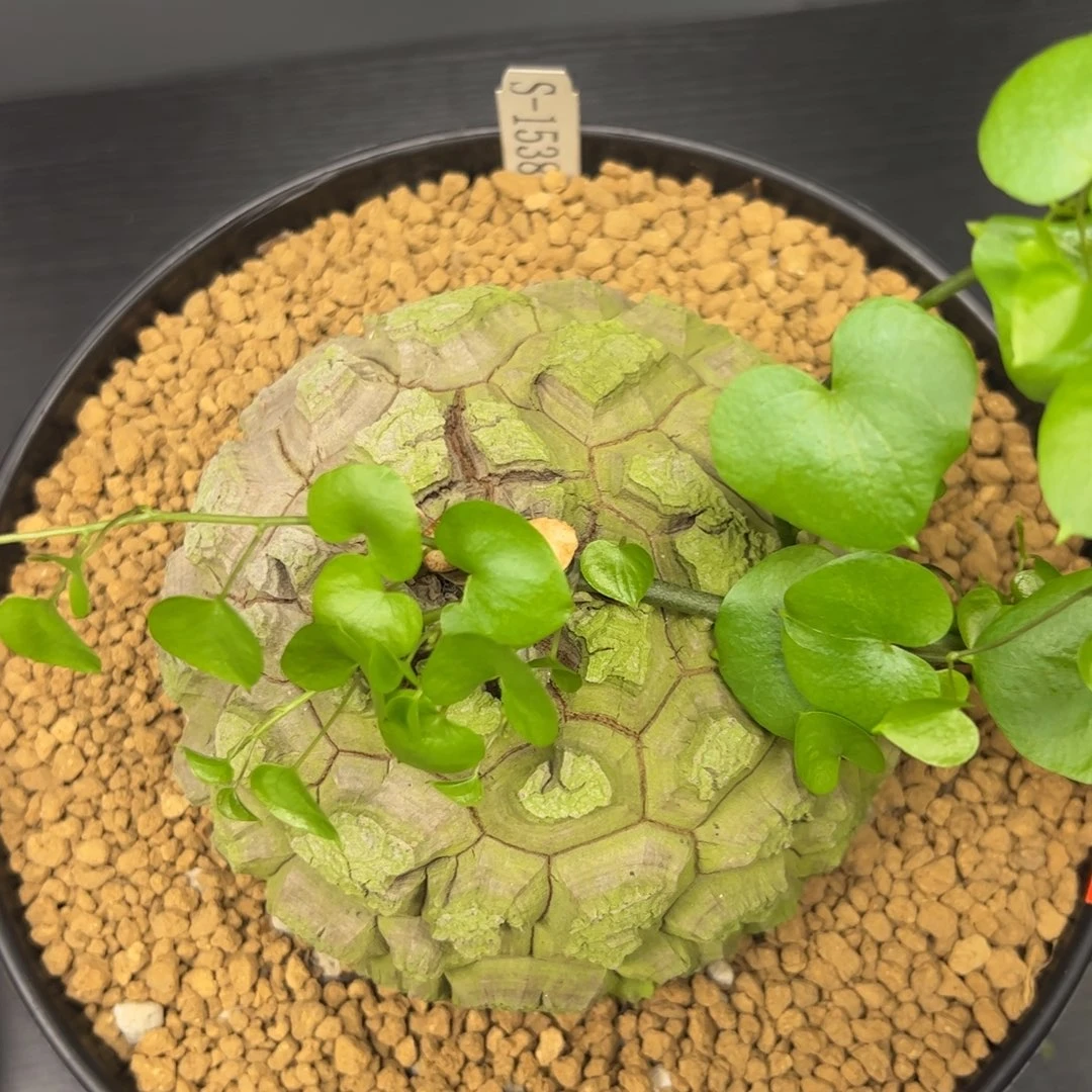 精品盆栽养定的龟甲龙1538号