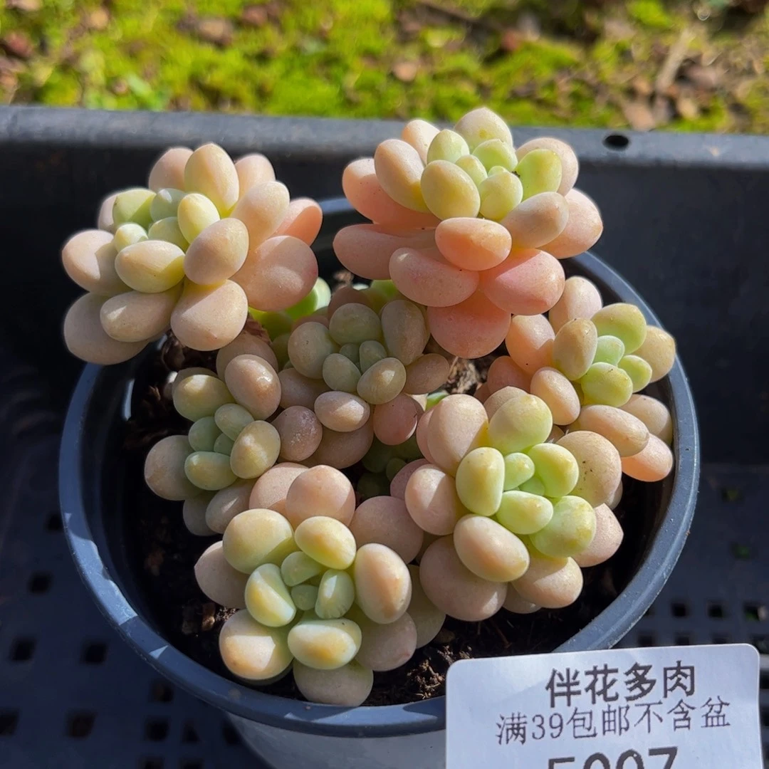 007-洛可可多肉6cm