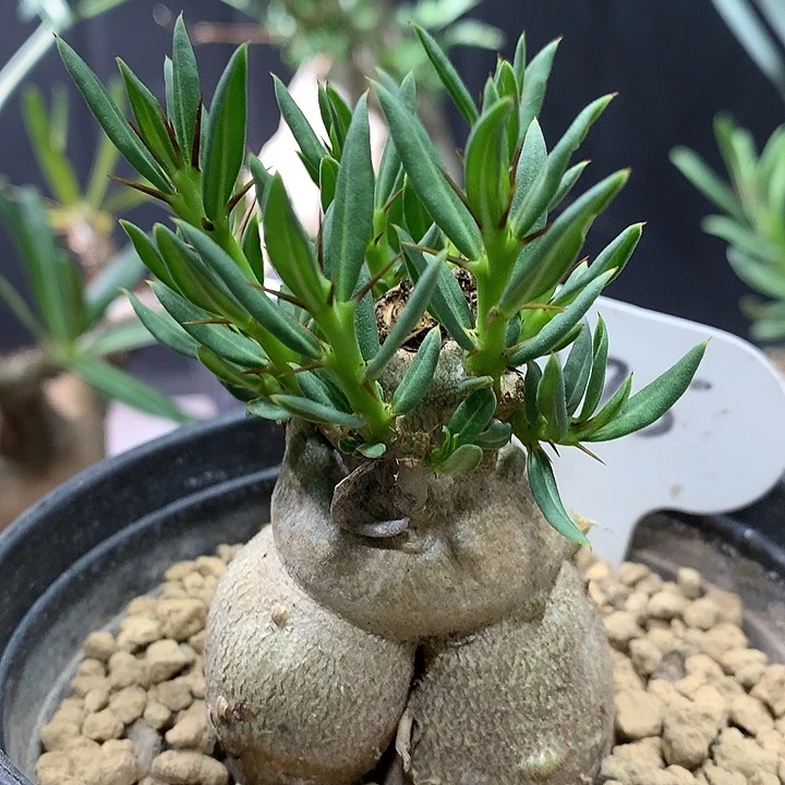 275双刺瓶干哈哈哈哈哈哈哈