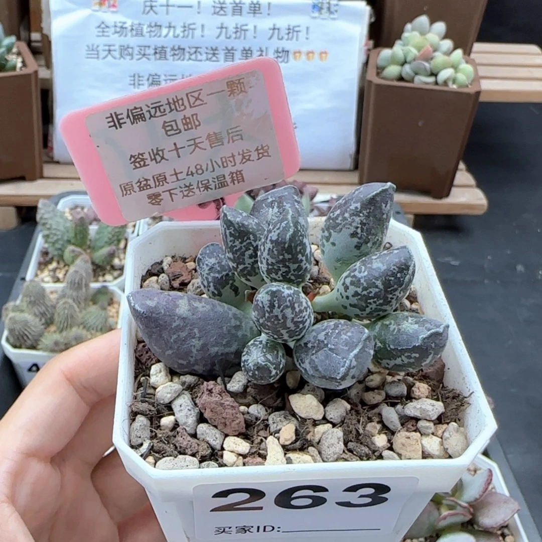 263紫肌海报二代