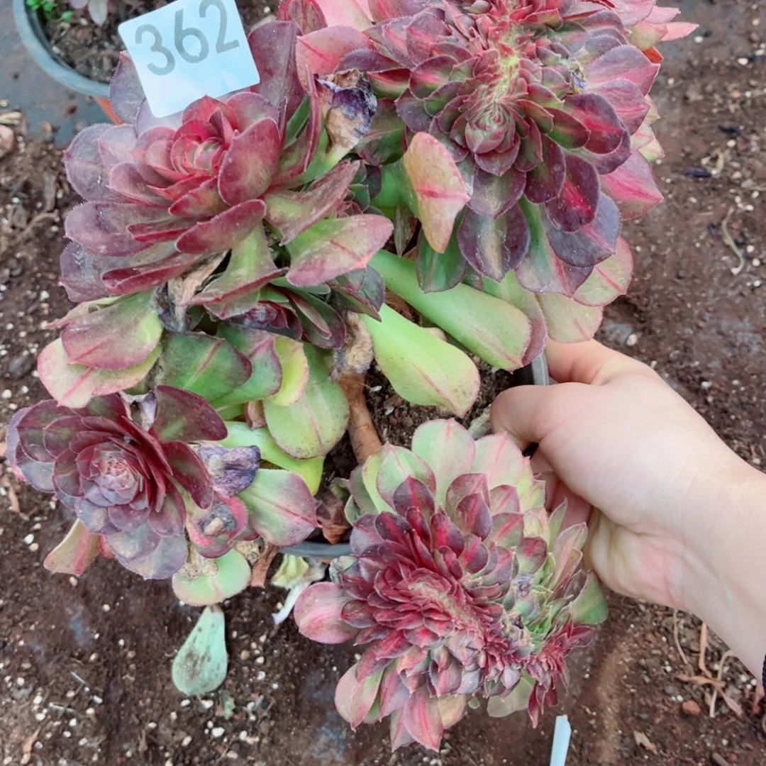 多肉植物362抹茶