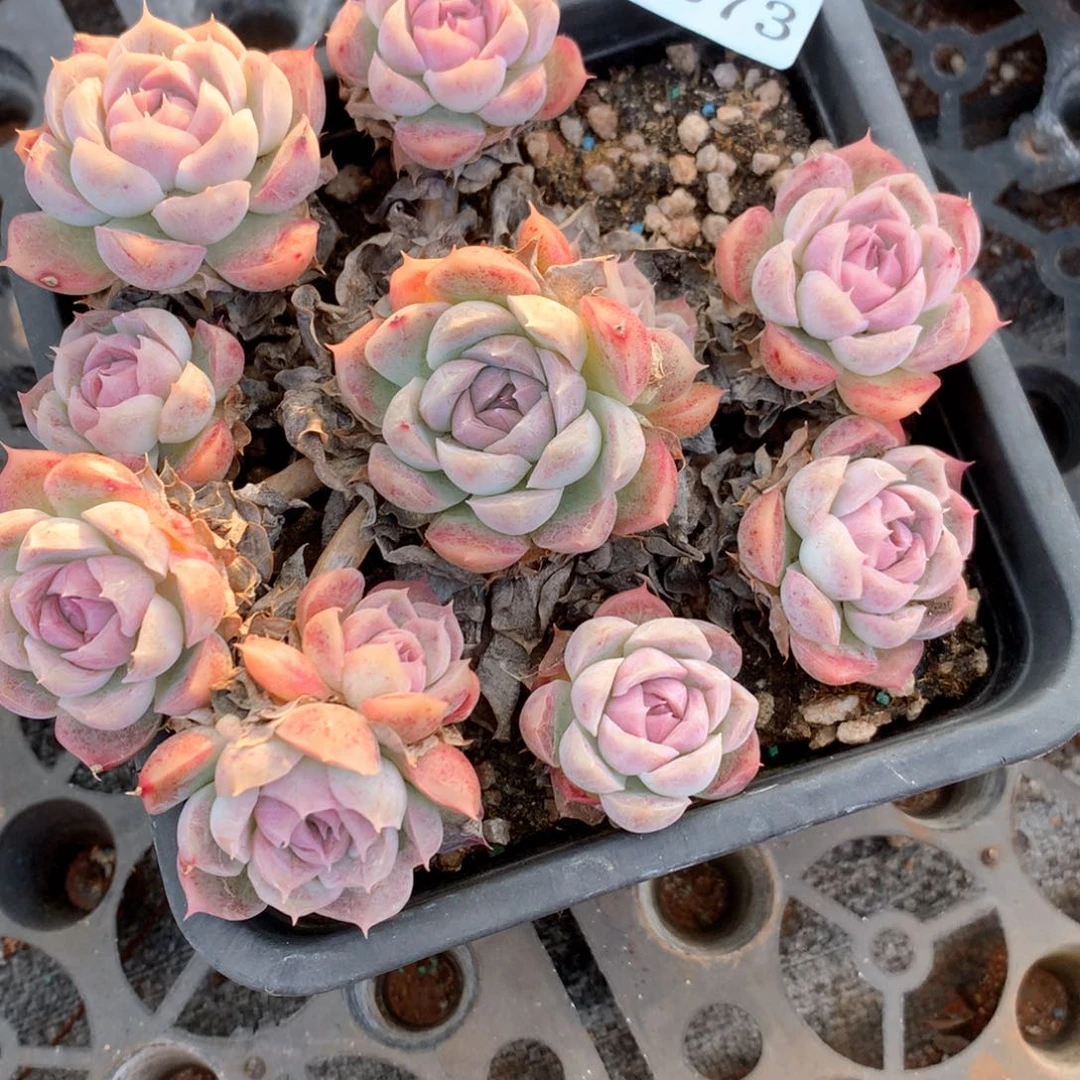 不****调4373瑕疵不售后特价处理