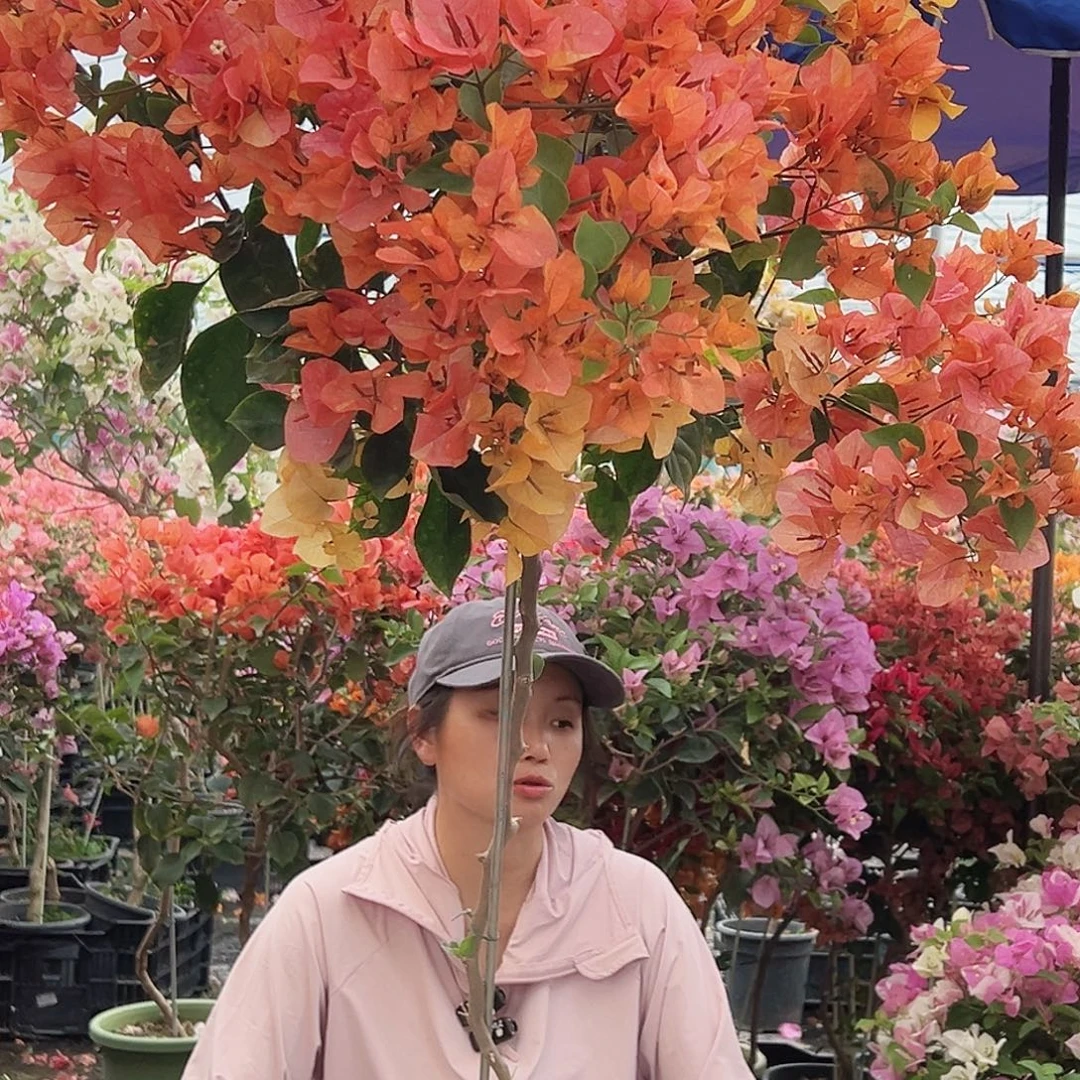 S***n大部分花苞少量开放C94阿达纳