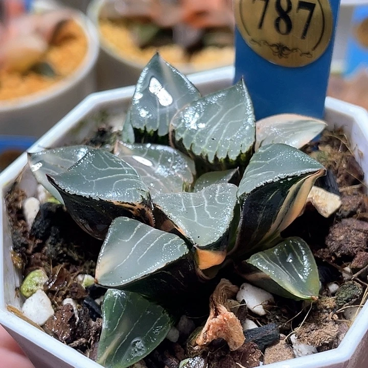 787花影您特选福利