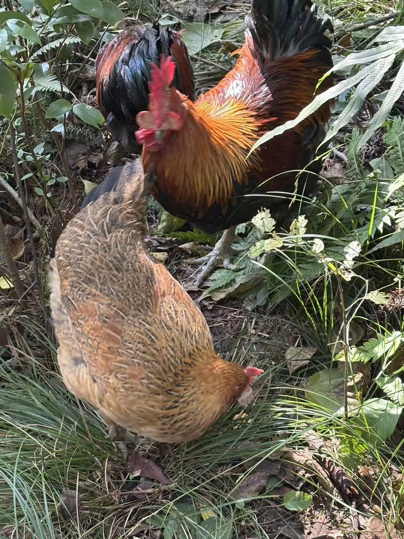 贵州散养土鸡/土鸭/土鹅（一物一拍实物为准）顺丰冷链包邮