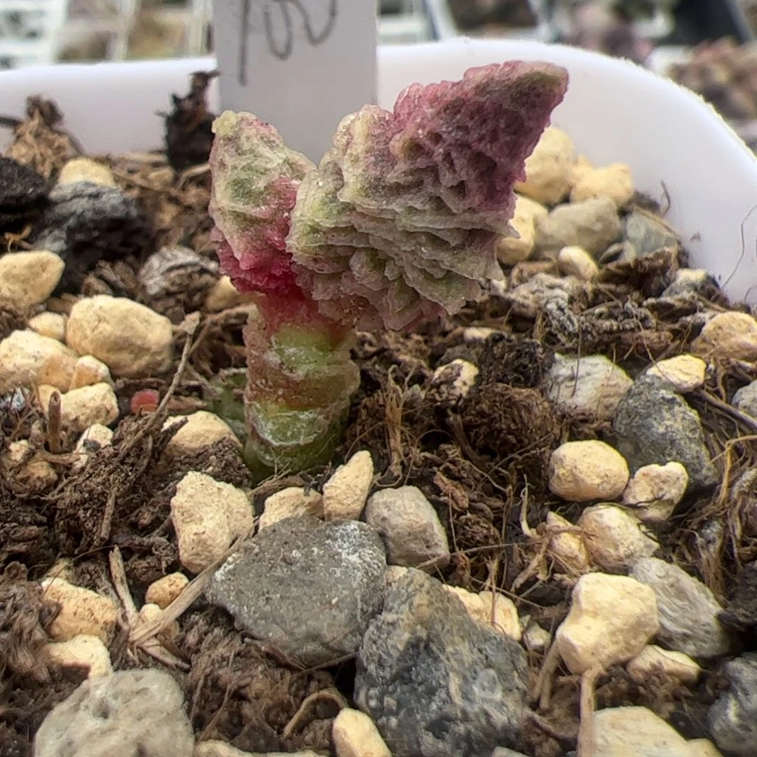 倒刺融化冰激凌单头桩多肉植物水泡