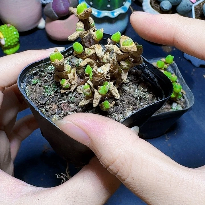 碧光环裸根一颗福利