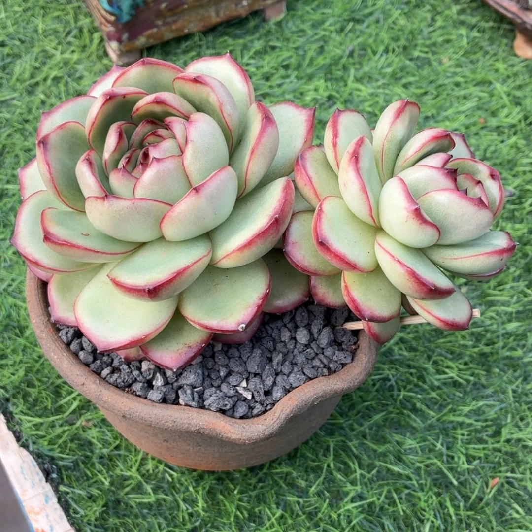 多肉植物 万宝龙-4