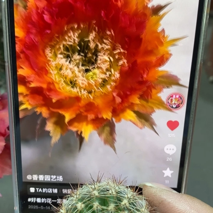 香香橙红羽毛侧芽2.5-3公分左右