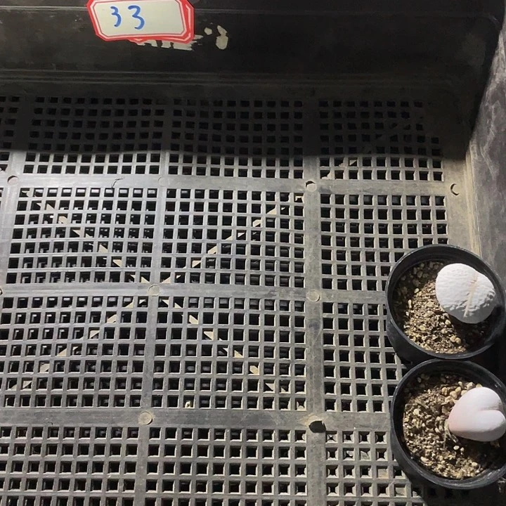 遗**〕33号筐带盆土发货