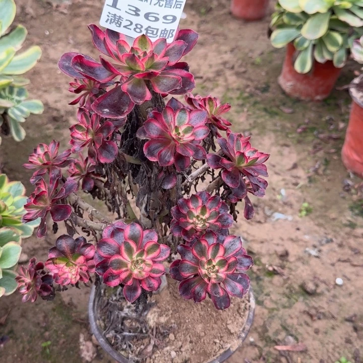 1369二号棚无售后B