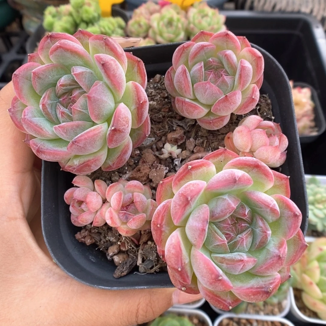 珍妮自然群可拍907号