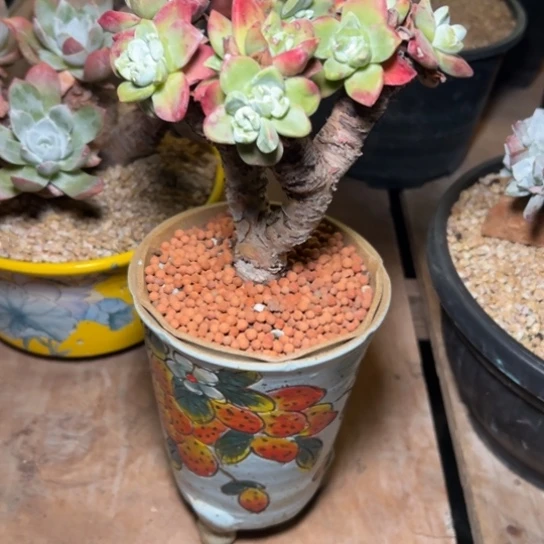 布**猫谢谢宝～一物一拍8400带盆