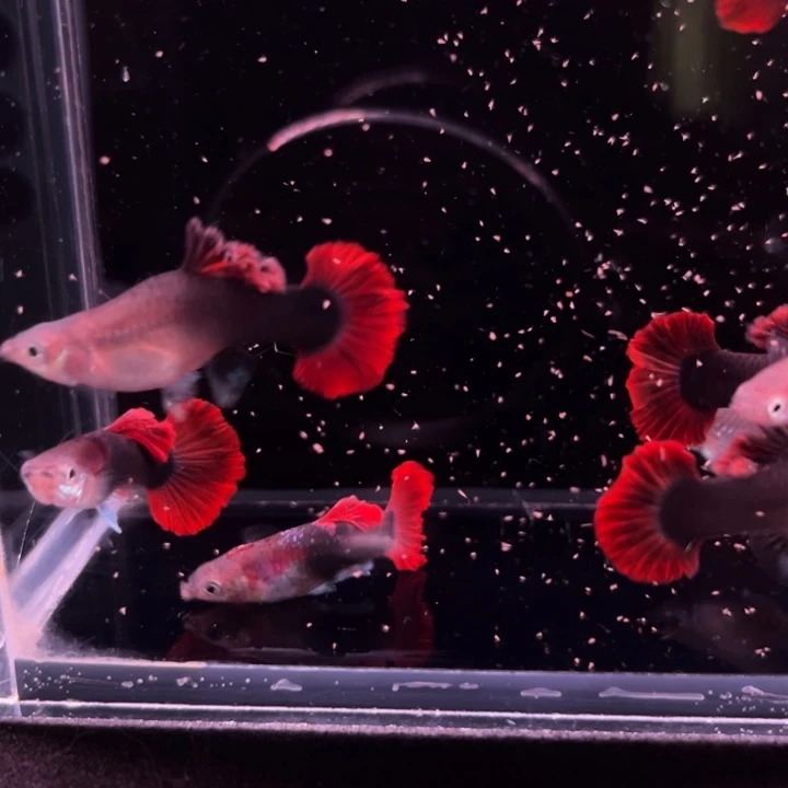 孔雀鱼爆绒折扇压成8条