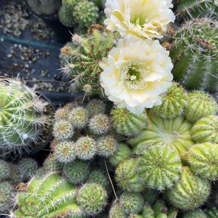 黄白仙人球仙人掌152