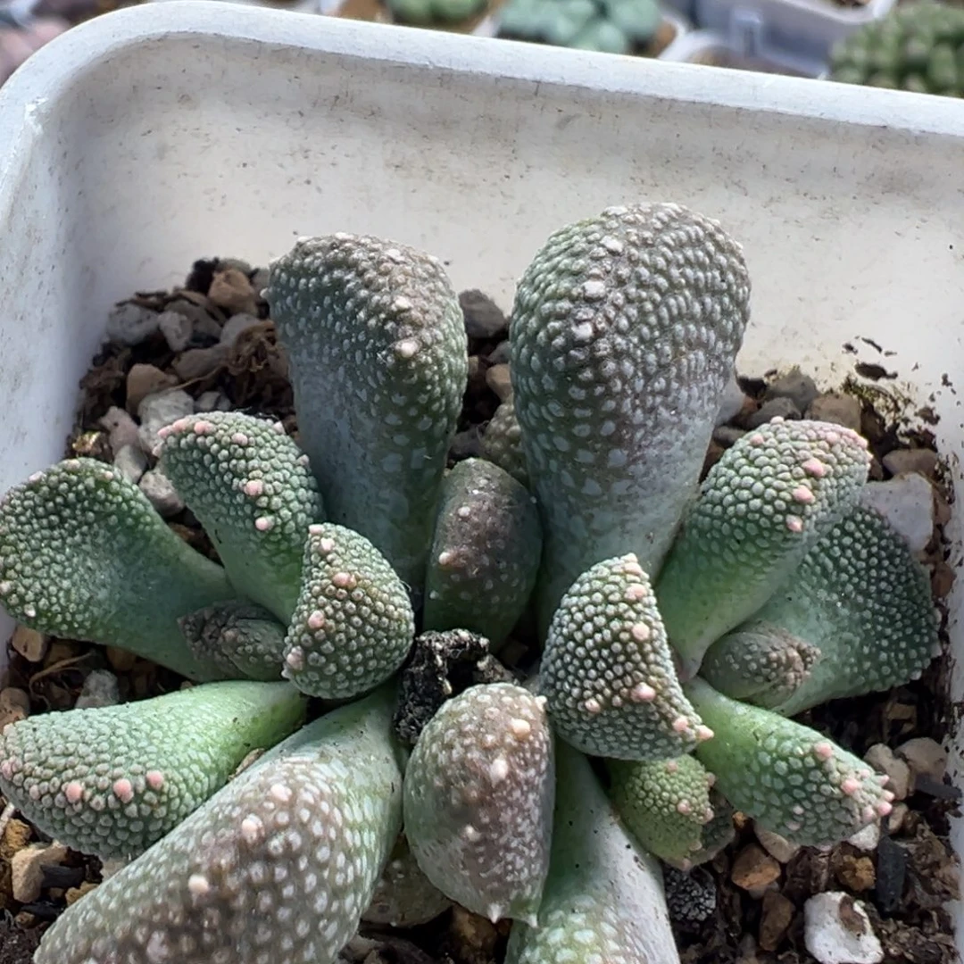 441多肉植物百科植物