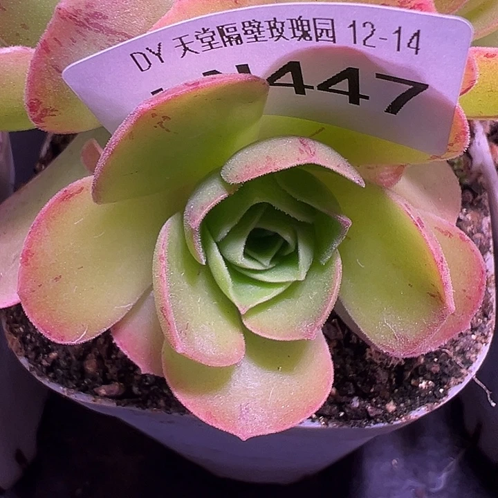 露妮447红背纹黄金体侧芽