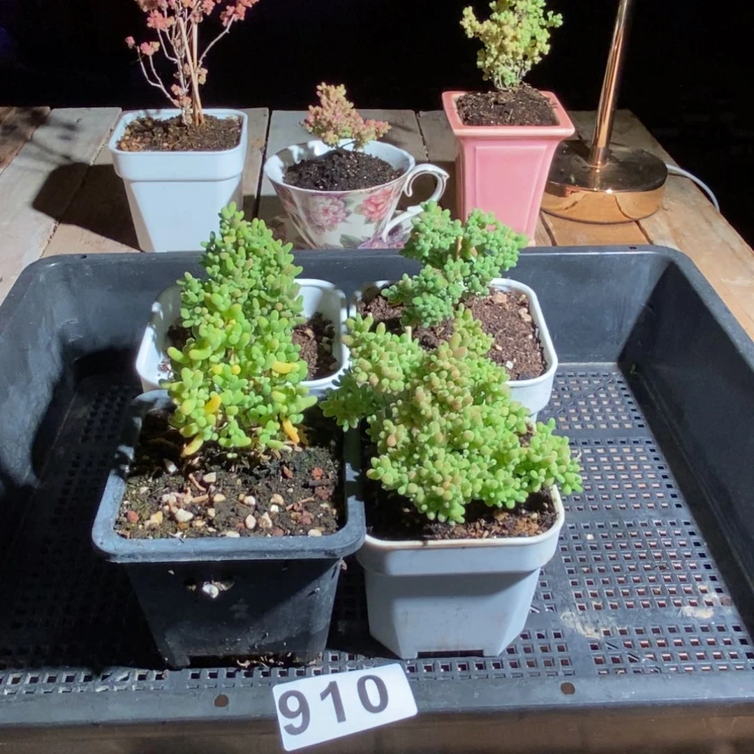 枝干番杏多肉植物910