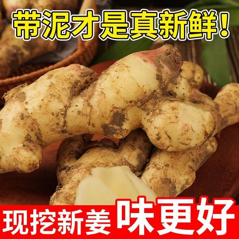 【大美子专属】莱芜现挖红芽生姜带泥发货