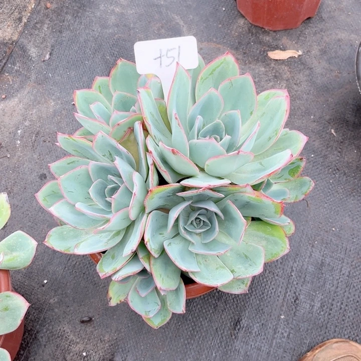 (****心晨语多肉一物一拍+51