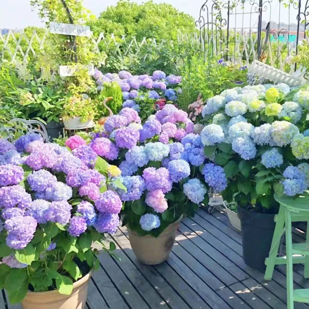 一年多季可开可调色勤花无尽夏绣球盆栽适合阳台庭院种植