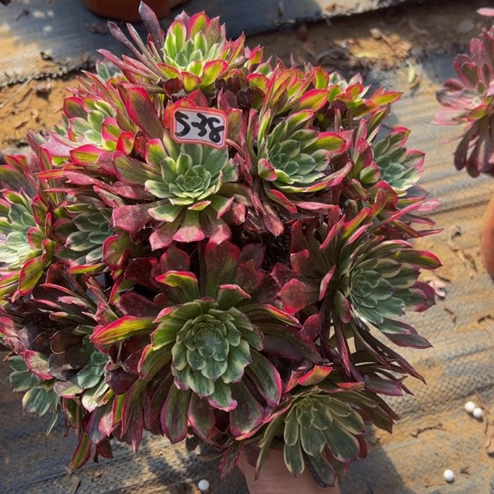 紫烟多肉植物5-38