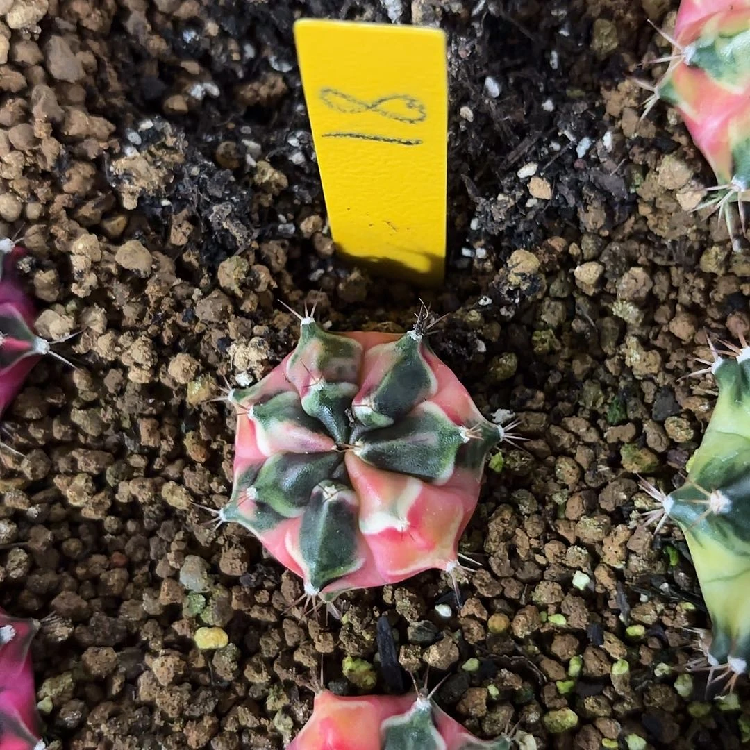 泰国米哈奥利维亚81-1112