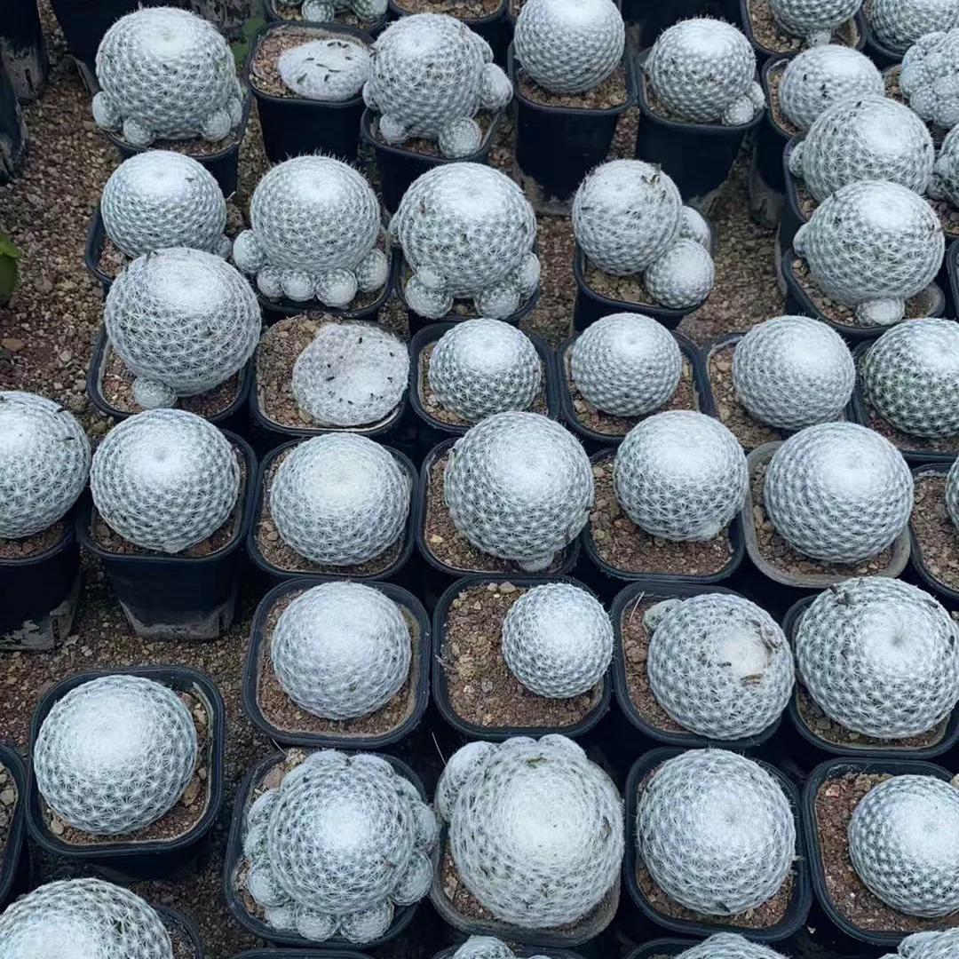 实生大春生新品仙人球盆栽好养室内阳台防辐射包邮