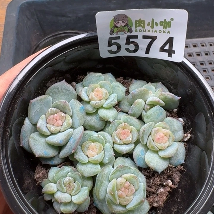 多肉植物多肉植物