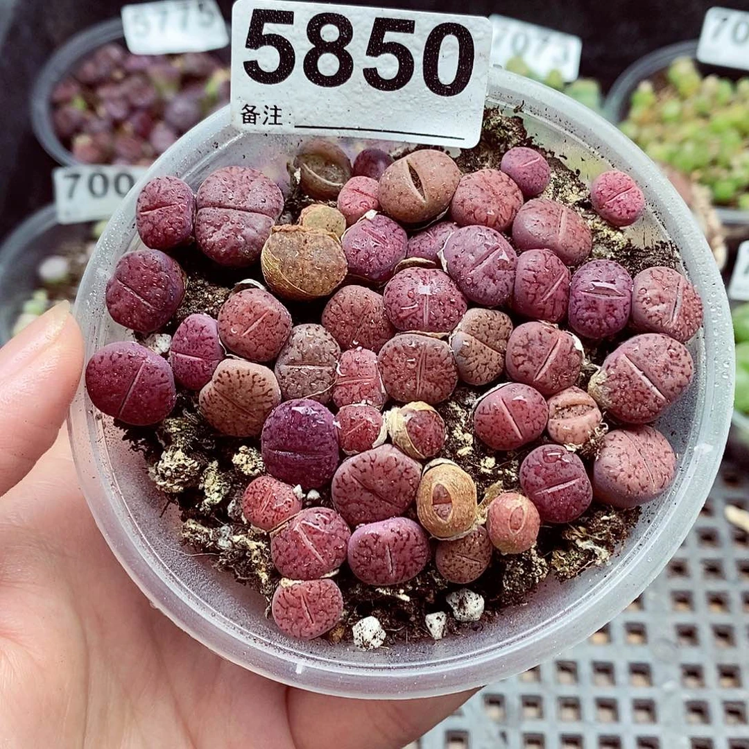 5850啦哦哦啦啦好