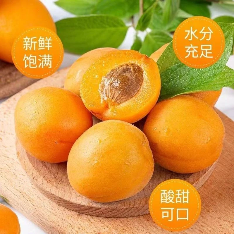 陕西大黄杏新鲜杏子应季水果金太阳黄杏酸甜